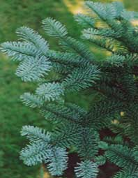 Abies.jpg