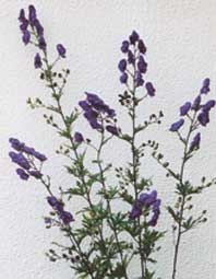 Aconitum.jpg