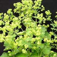 Alchemilla0112.jpg