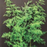 Asparagus-pseudocaber-Spi.jpg