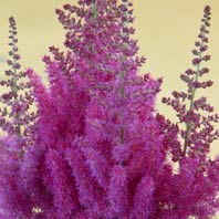 Astilbe1714.jpg