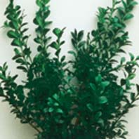 Buxus-Schnittselektion-H.jpg