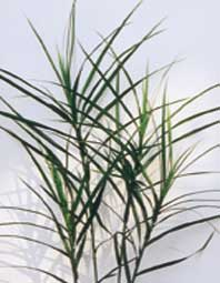 Carex-muskingumenis.jpg