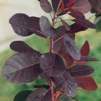 Cotinus-Royal-Purple.jpg