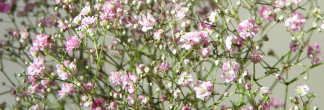 Gypsophila1.jpg