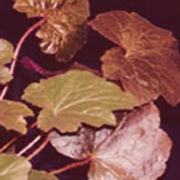 Heuchera.jpg