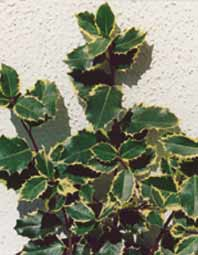 Ilex-aquif.jpg