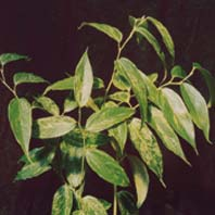 Leucothoe-Rainbow.jpg