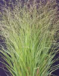 Panicum083.jpg