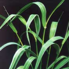 Phalaris_Schnitt_Tpy.jpg