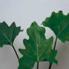 Philodendron-selloum.jpg