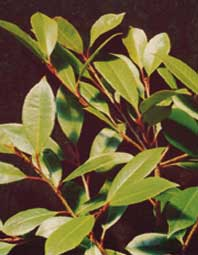 Photinia.jpg