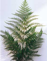 Pteris-tremula-Schnittsele.jpg