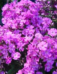 Schnittphlox1706.jpg