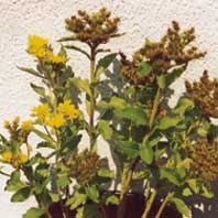 Sedum-aizoon.jpg