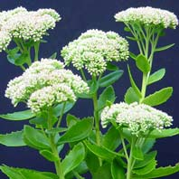 Sedum048.jpg