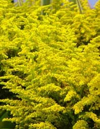 Solidago1684.jpg