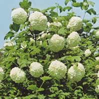 Viburnum-op.jpg