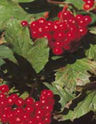 Viburnum-opulus.jpg